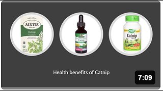 Catnip - Herbal Medicine - Benefits, Uses & Side Effects