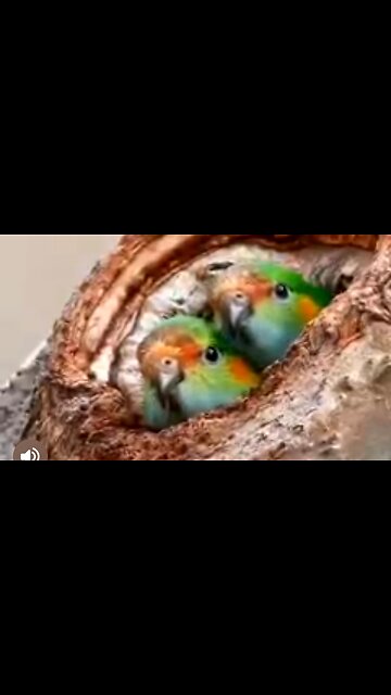 GODLY SERVANTHOOD - DAILY DEVOTIONAL ❤️