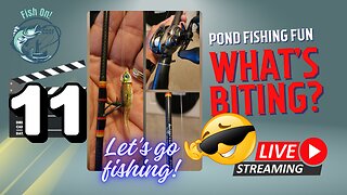 Urban Pond Fishing BFS Fishing Style #mobile #fishing #livestream - Episode 111