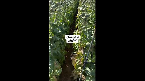 opium growth