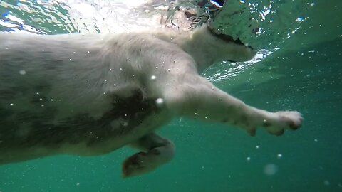 Watch This Brave Pup Swim for the First Time! 🐶💦