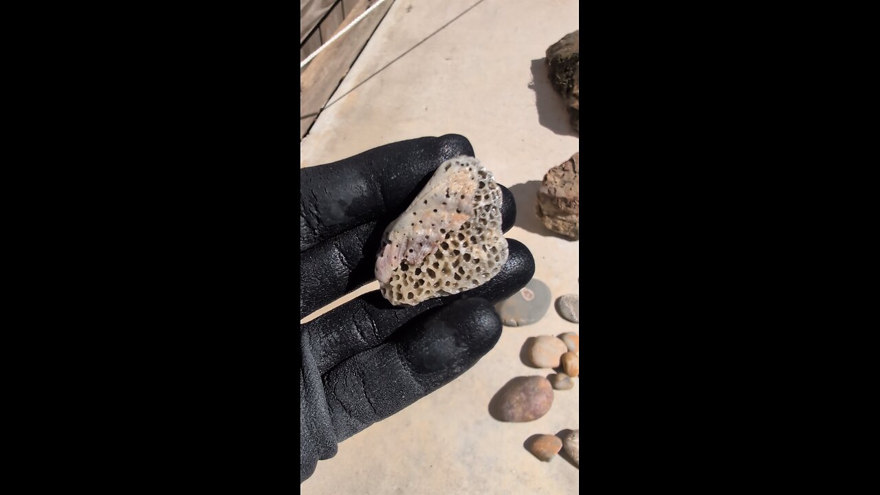 Coral Fossil!