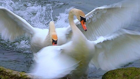 Mute Swan Princess is Repeatedly Attacked by Male Swan and Driven to the Rocks