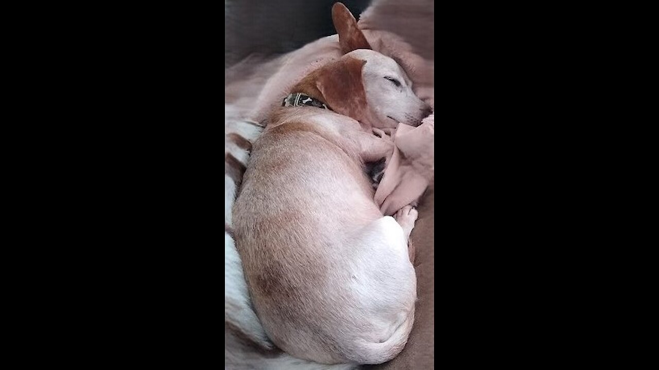 Good Night Weenie Stream