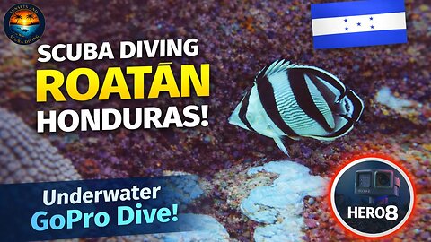 Scuba Diving Roatán Honduras 🇭🇳 | Double D Reef GoPro Hero 8 Underwater Dive (4K Coral & Fish)