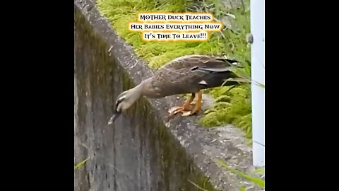 MOTHER Duck Teaches Her Babies Everything Before They Leave The Nest | Duck Family Adventures 🐥🦆🌟