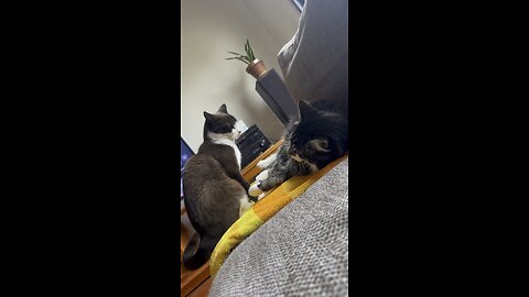 Is Lola the Bully #cutecats