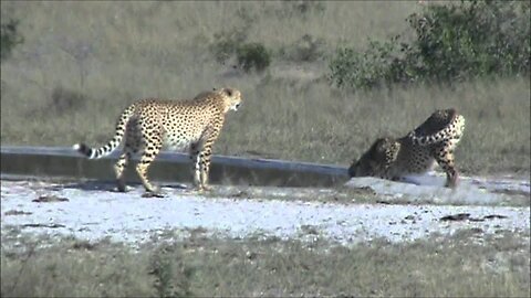 2 Cheetah Drinking at Kwaggaspan