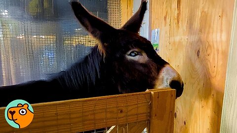 Smart Donkey Kept Opening Locked Doors And No One Could Figure How | Cuddle Buddies