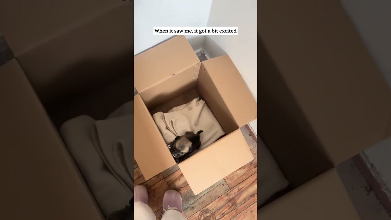 The guy was just walking to his car and he found a tiny orphan puppy