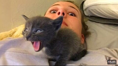 When Cat Sassy Back To Owner 😂 Funny Cat and Human