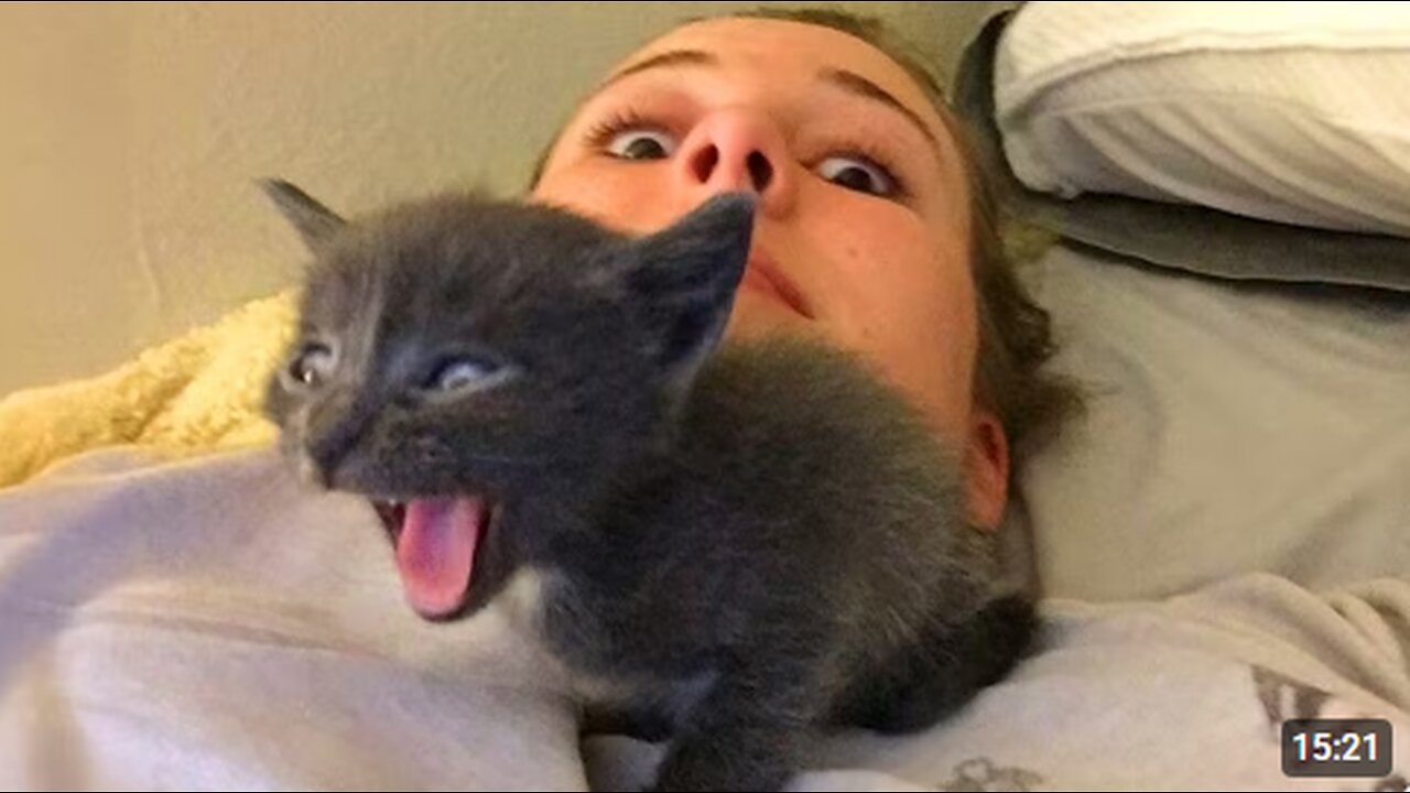 When Cat Sassy Back To Owner 😂 Funny Cat and Human