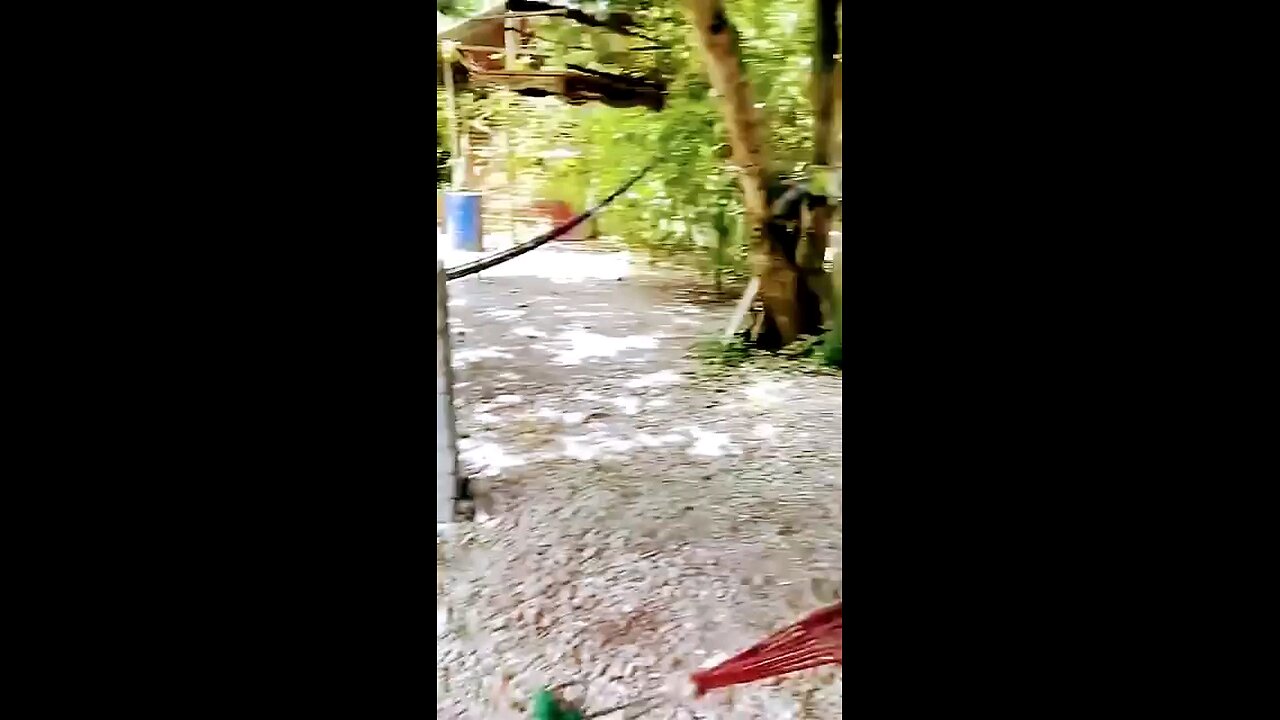 Funny Monkey