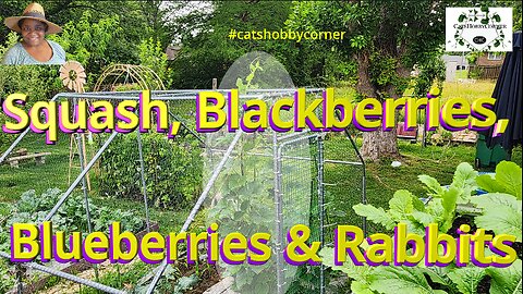 Squash, Blackberries, Blueberries & Rabbits - #catshobbycorner #gardening