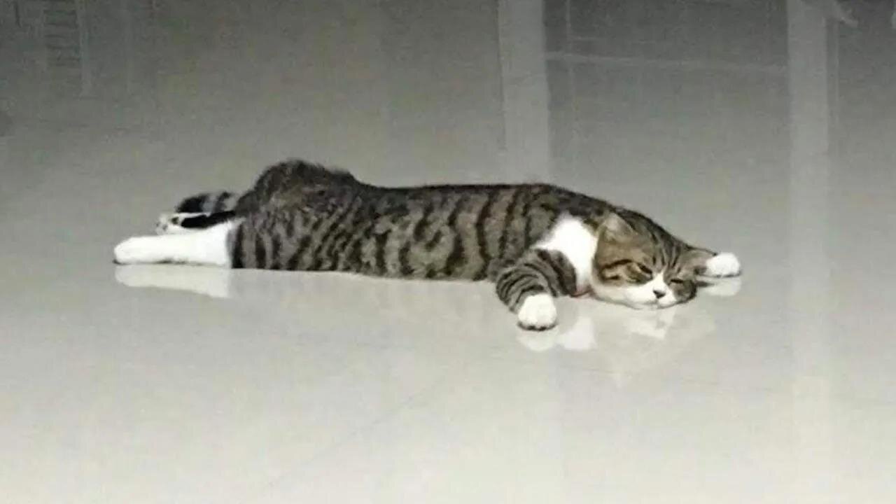 STOP LAUGHING IF YOU CAN Extremely FUNNY Laziest CAT!