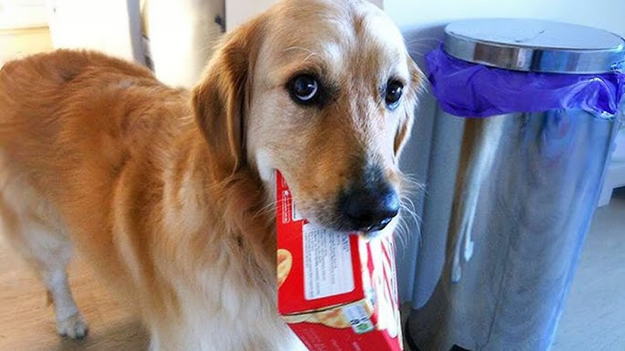 The MOST Funniest Animal Videos EVER 😂 Part ∞