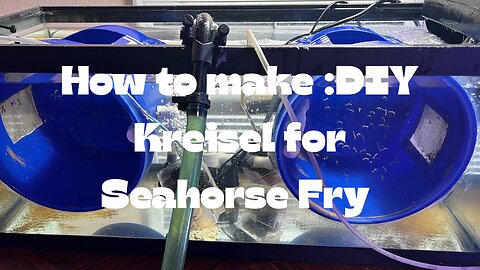 DIY Kreisel for Seahorse Fry and Baby Fish