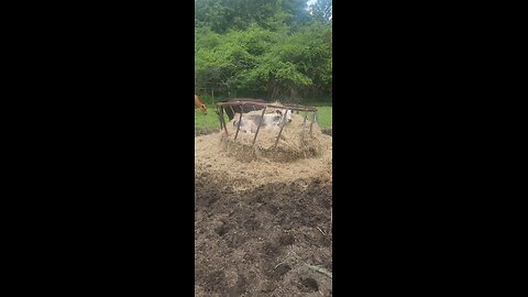 Heifer on the hay 2025.