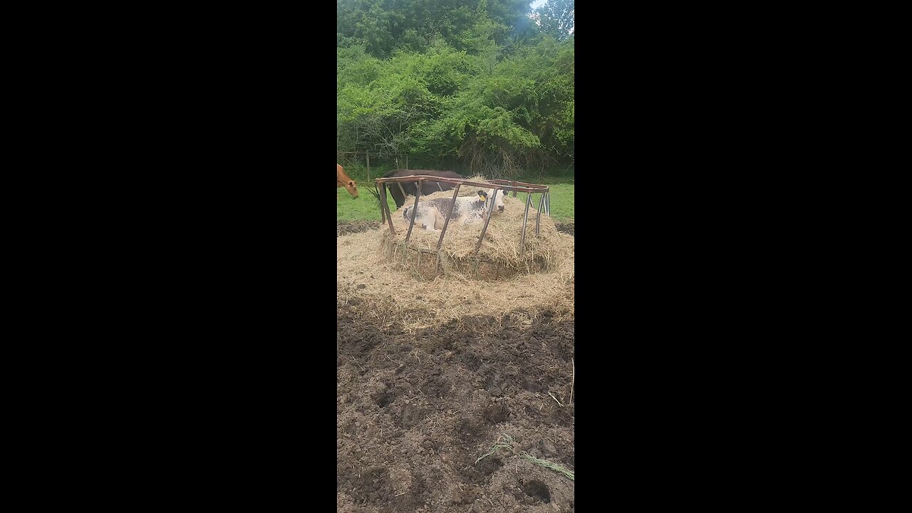 Heifer on the hay 2025.