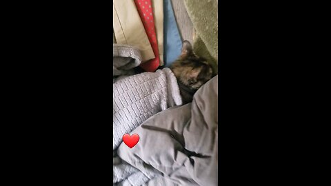 Keeping the Kitty Nice and Warm