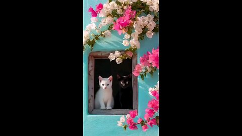 Beautiful cat flower View