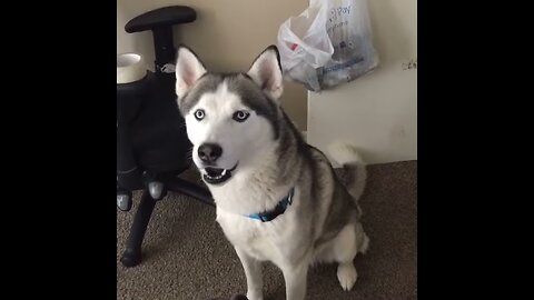 Siberian Husky speaking