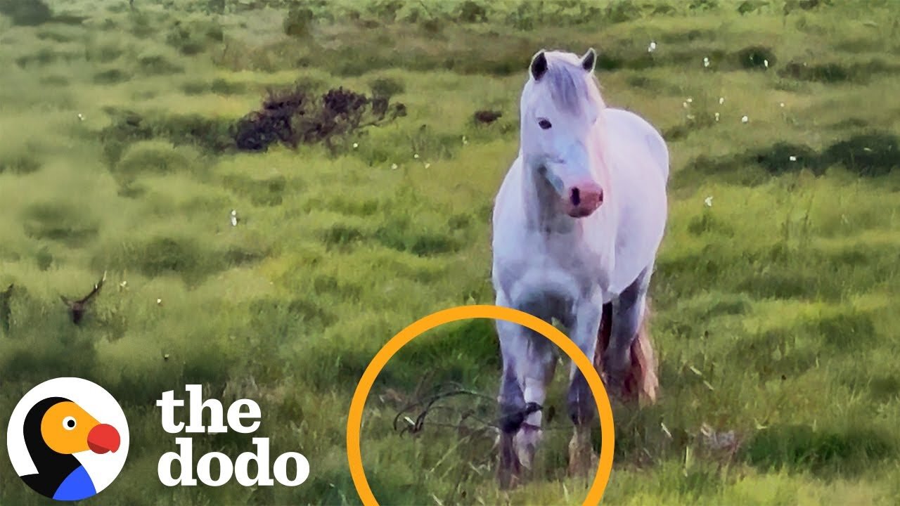 Wild Pony With Leg Stuck In Phone Wire Gets Rescued | The Dodo