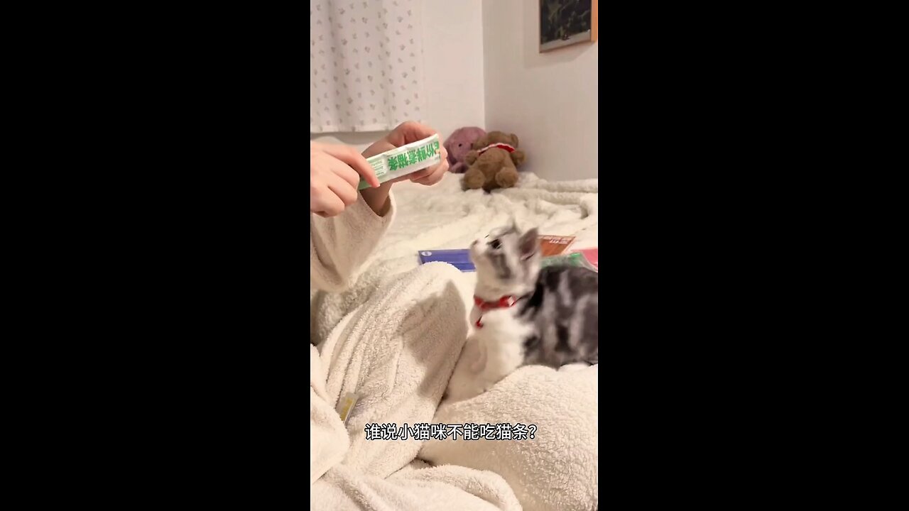 This kitten is Hungry for #chocolate #cat #cute