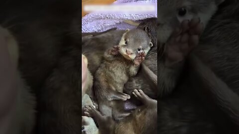 The man found an otter nest in the yard and became their parent