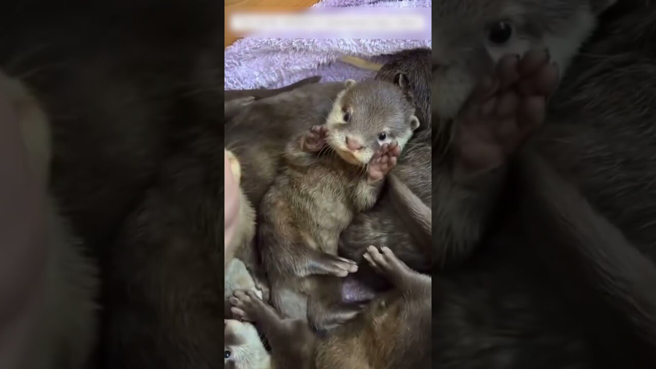 The man found an otter nest in the yard and became their parent