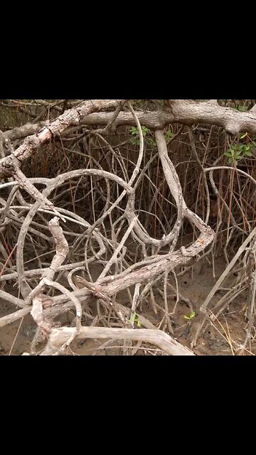 El manglar ecuatoriano, un tesoro natural en peligro