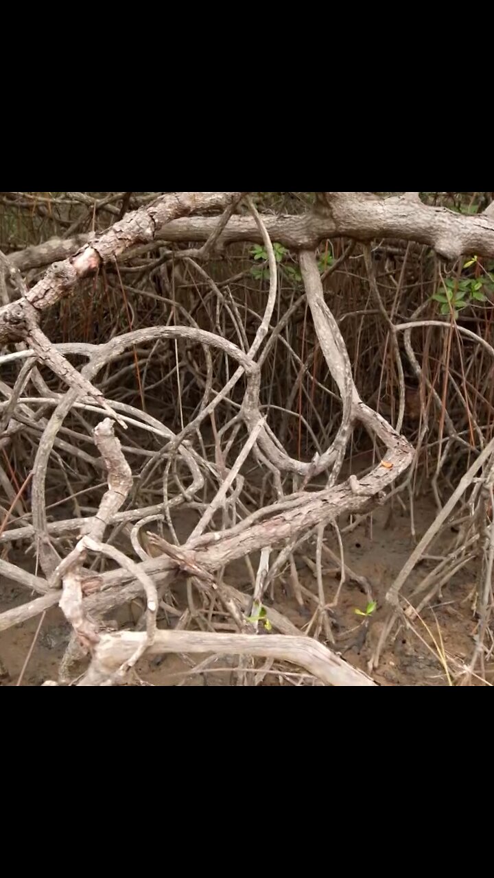 El manglar ecuatoriano, un tesoro natural en peligro