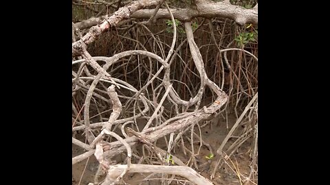 El manglar ecuatoriano, un tesoro natural en peligro