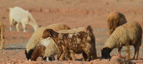 Trading animals-made products is a good way to earn money – right or wrong