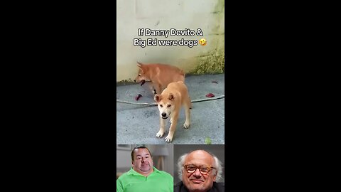 If Danny Devito and Big Ed were dogs, these would be it. Guess which one is big Ed 🤣