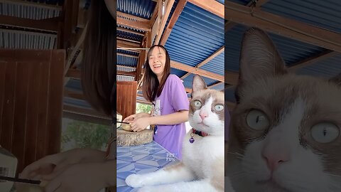 Animals Funny Compilation #funnyanimals #animals #pets #shorts