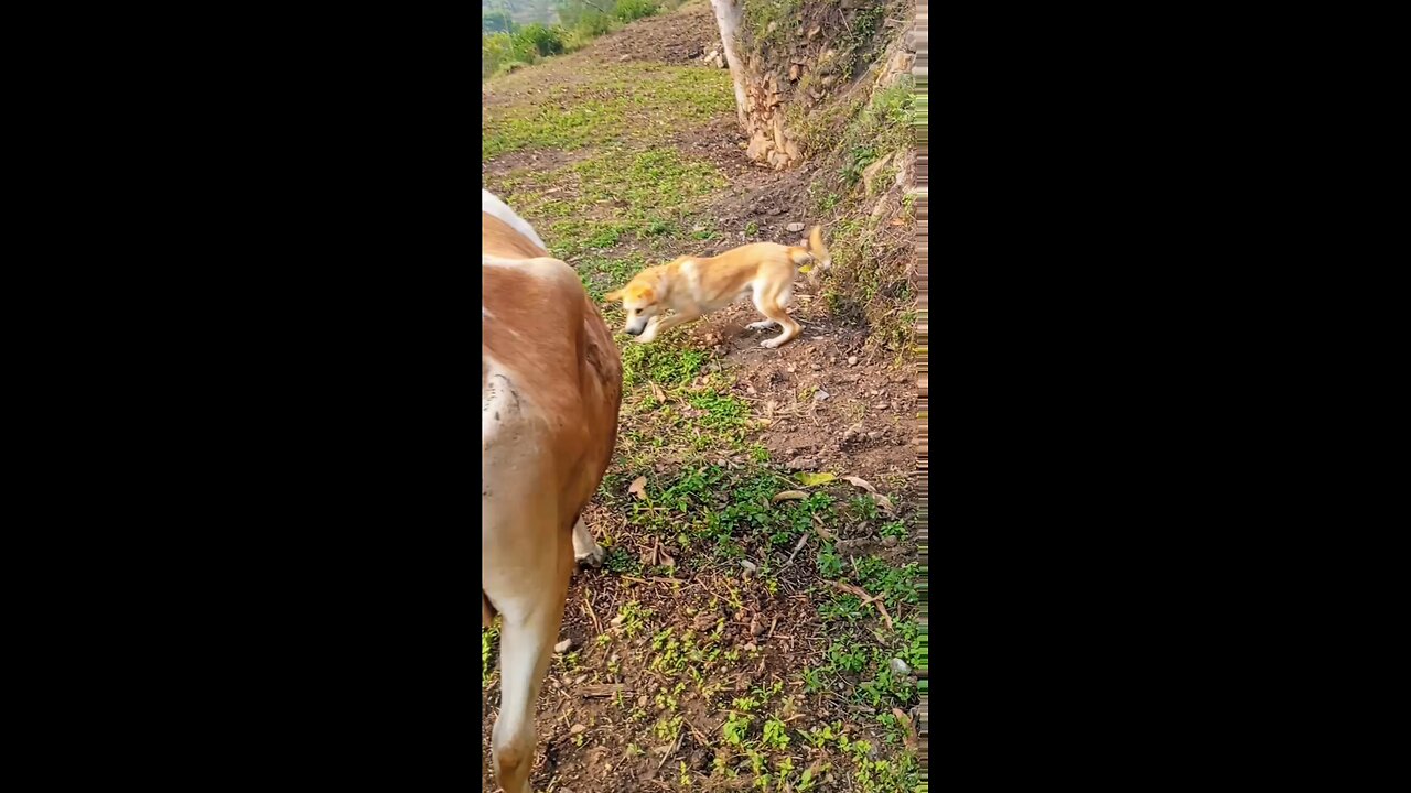 India uttarakhand video