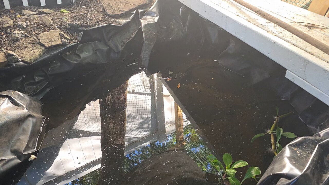 The Pond Has A Leak