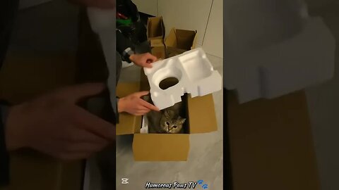 When Pets Totally Steal the Scene!