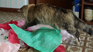 Leia Pounces on String in Paper