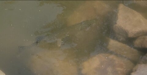 Northern Pike and many other fish in a Minnesota River backwater basin