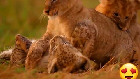 BaBy Lioness 🦁