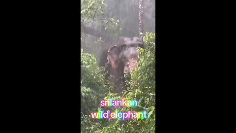 srilankan wild elephant