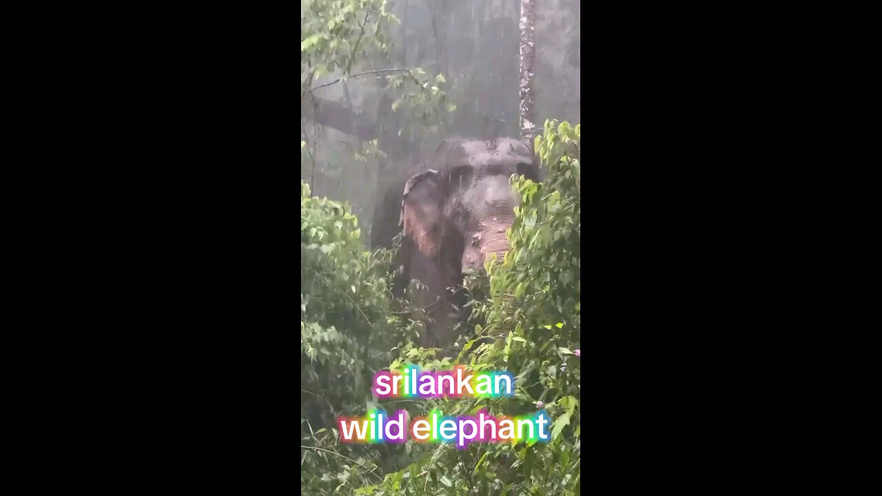 srilankan wild elephant