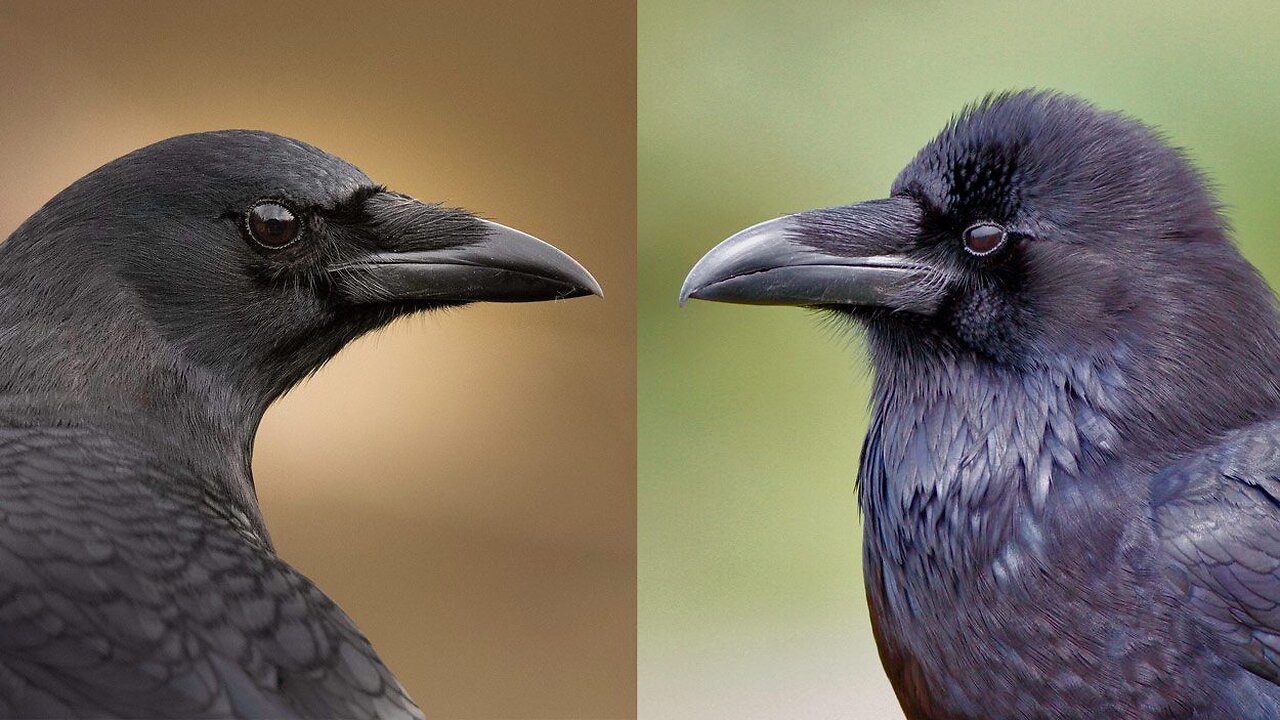 Are Crows & Ravens The Same Bird ? - Spot the Difference !