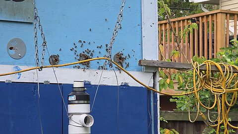Bees & Training Tomatoes