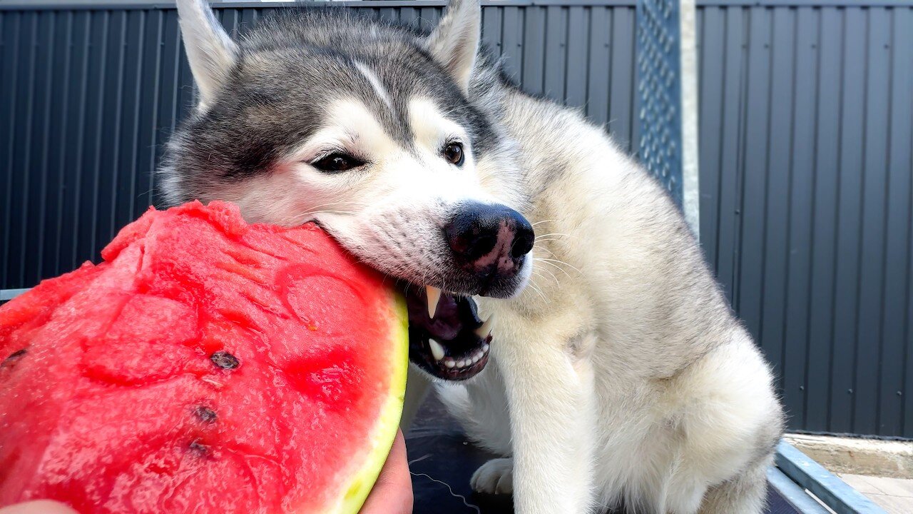 Dog eats watermelon