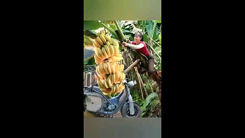 Harvesting bananas for selling