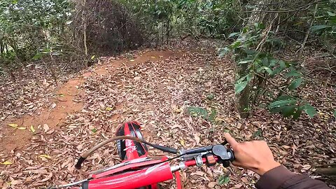 dense forest motorcycle
