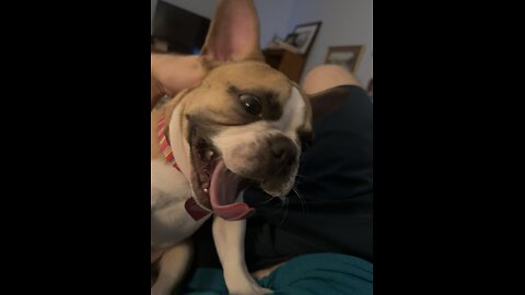 Nemo The Frenchie